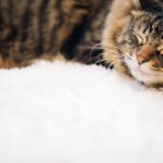 のびのび子育て~育てにくさを感じて、発達障害のグレーゾンを知る~