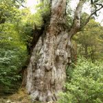 屋久島の5月はシャクナゲ登山で感動は2倍増し!!屋久島登山オススメの季節