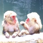 定番から穴場まで入ってみたい屋久島のおススメの温泉を紹介します!