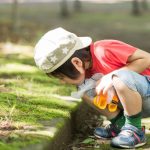 屋久島にきつね?「きつねの小判」の正体は?秋になると子供が拾ってくる謎のもの
